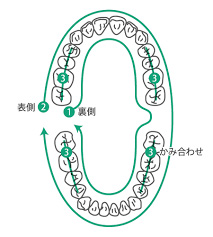 磨く順番を決めよう