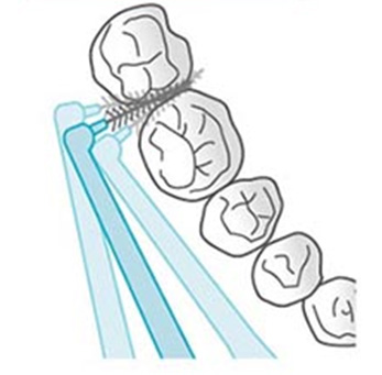 歯の根元の周りにブラシをきちんと当てる